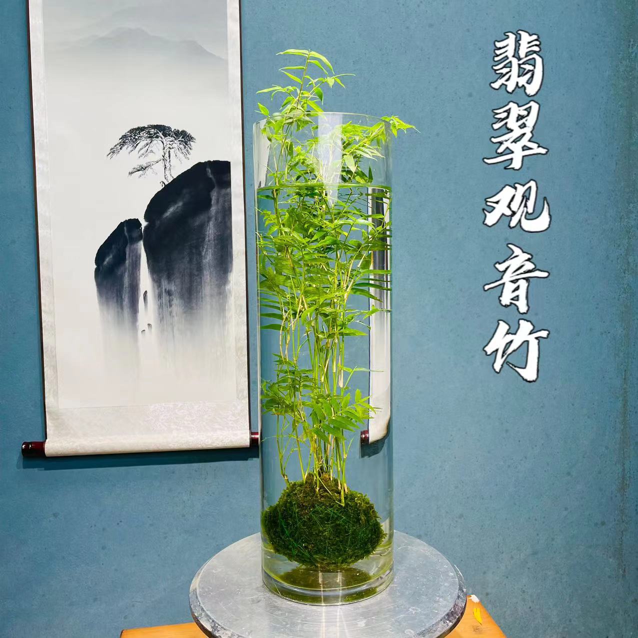 水中贵族开花翡翠观音竹水培苔藓球种好养护简单易活茶桌室内绿植