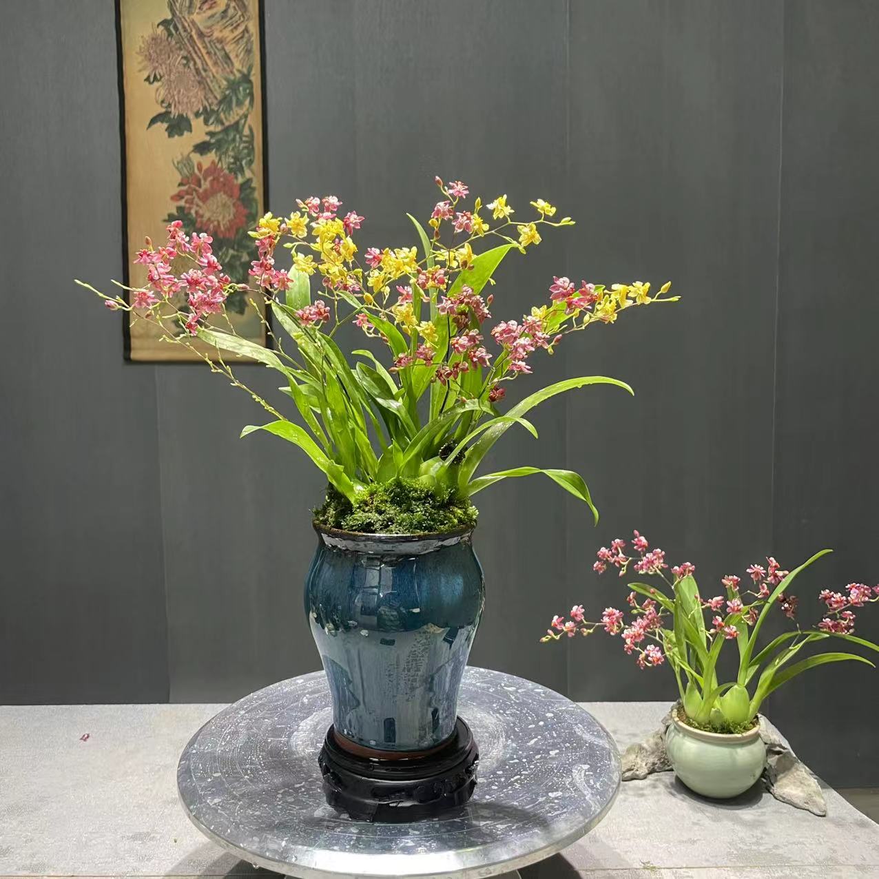带花【文心兰】 室内茶桌迷你多花箭带陶瓷盆种好 浓香型兰花卉绿植