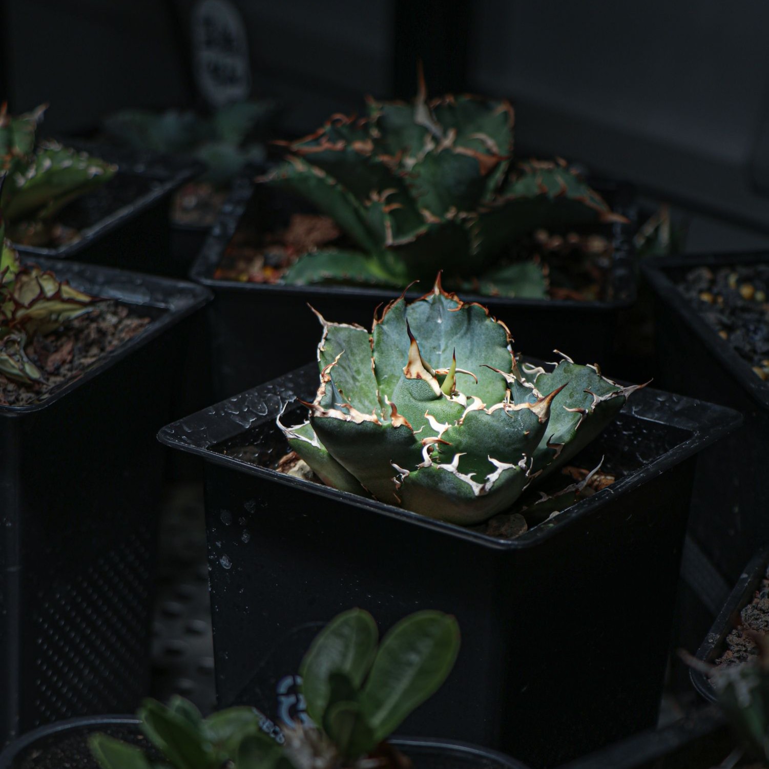 「白鲸」TPL块根植物龙舌兰仁王冠种植养护生长潮流园艺窗台庭院