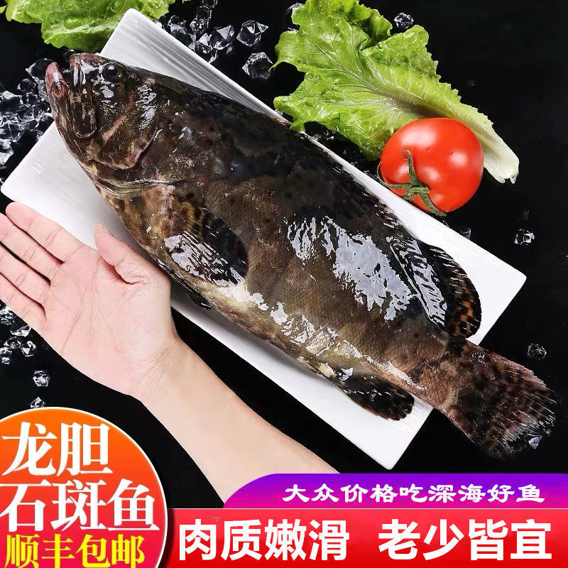 石斑鱼老虎斑鱼龙趸鱼龙胆鱼深海鲜活急冻优质龙胆石斑鱼老虎斑