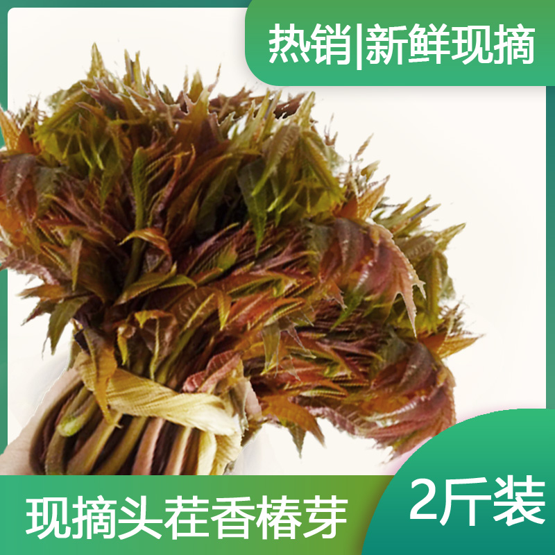 头茬香椿芽新鲜现摘香椿露天陕西秦岭深山原生态野生速冻香椿头菜