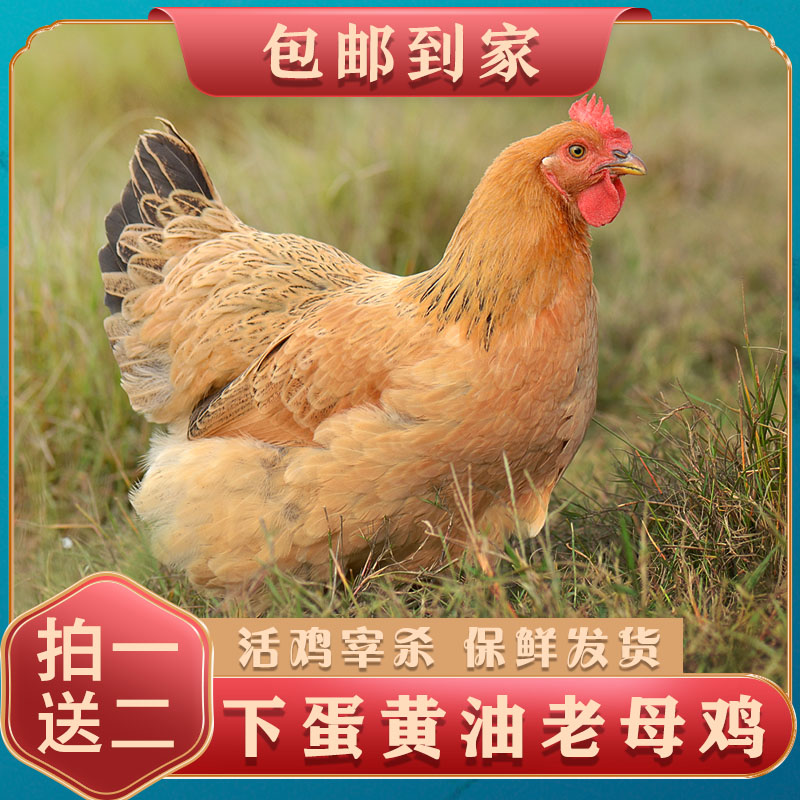 【小邢哥】老母鸡下蛋鸡农户养殖鸡整鸡拍1发3只7—7.5斤左右