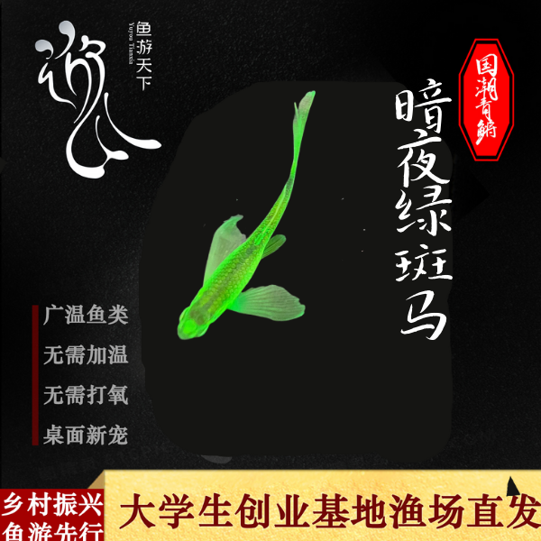 长鳍斑马暗夜绿长鳍斑马鱼好看好养的斑马鱼热带鱼观赏鱼小型