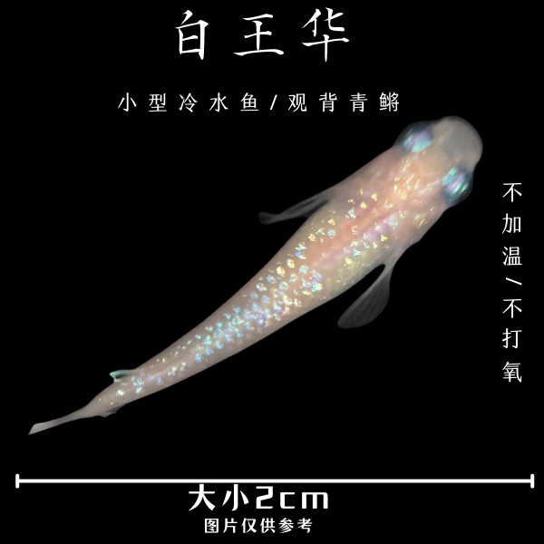白王华观背青鳉小型冷水观赏鱼鳉鱼好养锦鳉稻田鱼好养淡水鱼耐看
