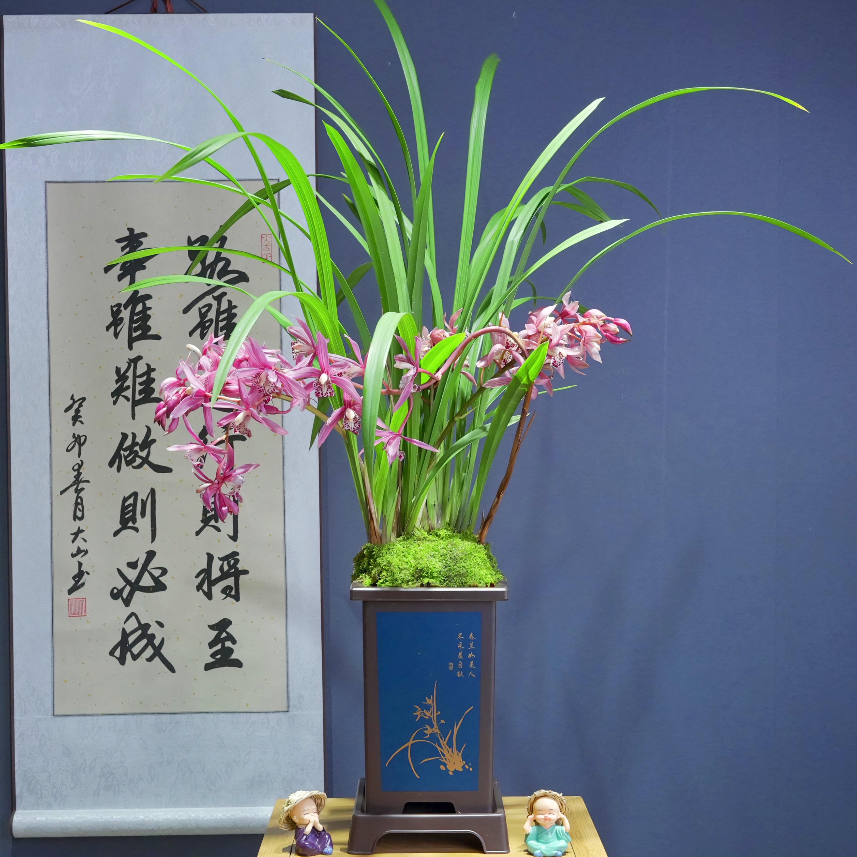 兰花[香香公主]带花苞浓香型带国风盆种好勤花勤芽好养易活