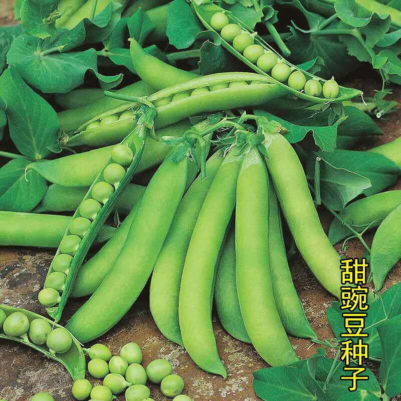 台湾珍奇甜脆豌豆种子农家四季种植长寿豌豆仁甜豆蔬菜籽 豆荚籽.