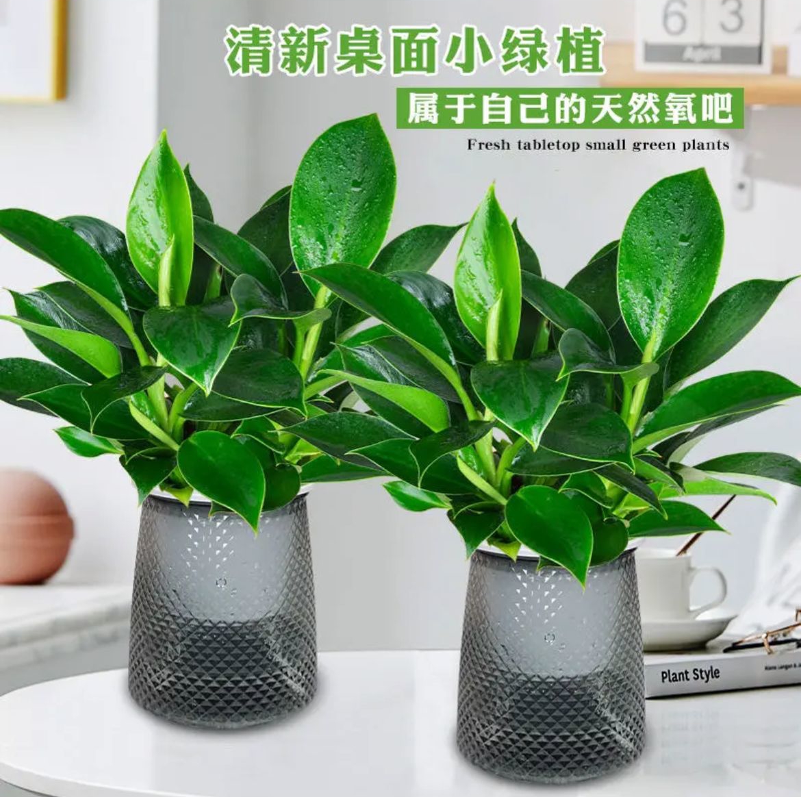 吸毒王金钻绿公主盆栽植物大叶金钻室内绿植客厅四季常青吸甲醛花