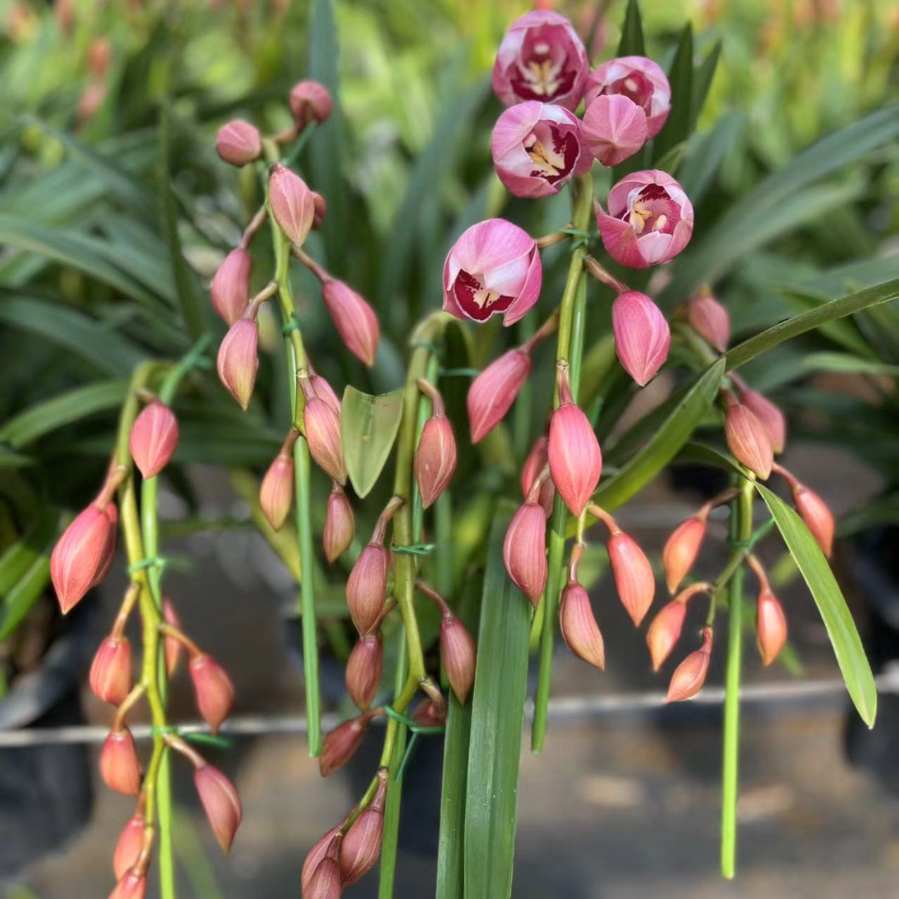 无品牌头哥种植基地年宵花品施肥大花蕙兰（阳台拱兰）基地直发养护