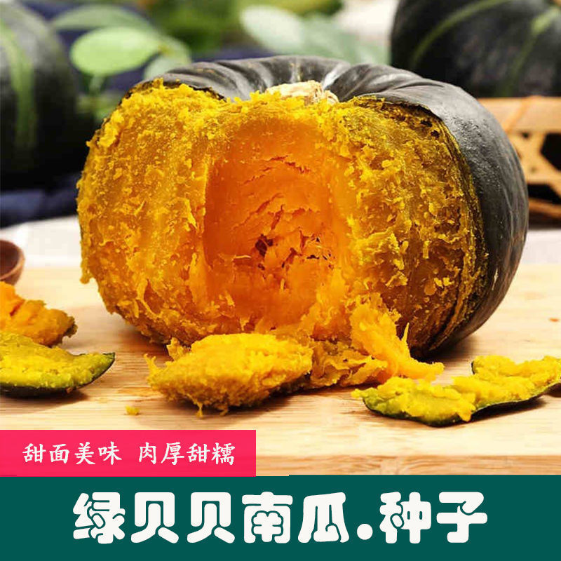 高产绿贝贝南瓜种子日本板栗小南瓜新品种甜面香糯春秋播蔬菜种子