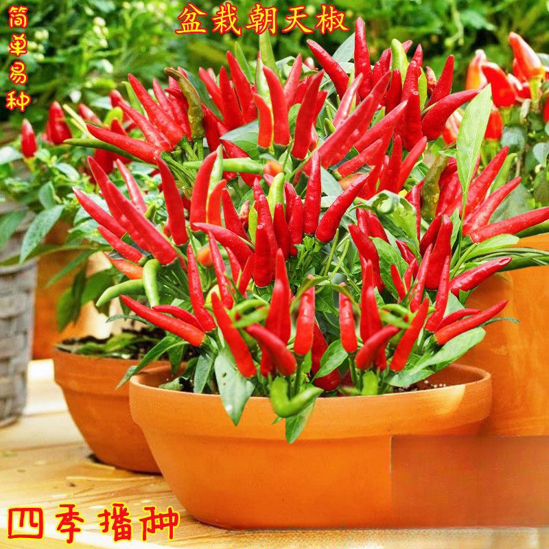 四季朝天椒种子七彩椒小米椒辣椒种子可食用庭院阳台盆栽蔬菜种子