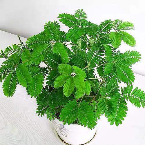 四季播种含羞草种子奇趣植物种花卉种子阳台室内盆栽种籽害羞草籽