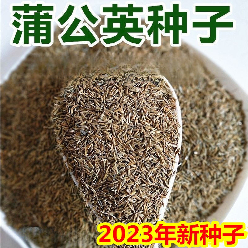 新产蒲公英种子籽野菜婆婆丁种植食用种四季播种多年生种籽蔬菜