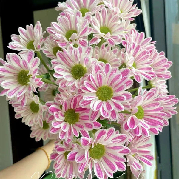 院子斑纹菊种子勋章菊雏菊四季种活花种子多年生阳台庭院种籽