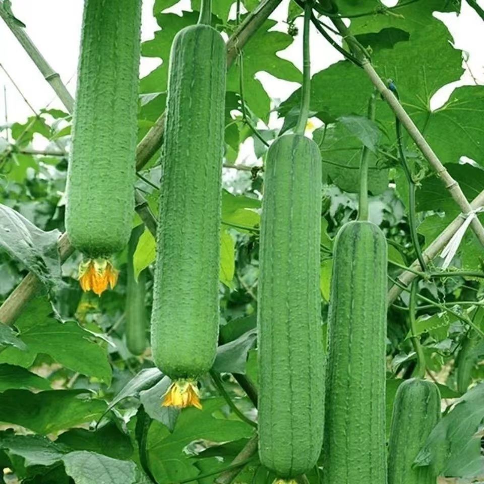 肉丝瓜种子高产早熟瓜种子四季香丝瓜当季阳台活清香瓜果蔬菜籽