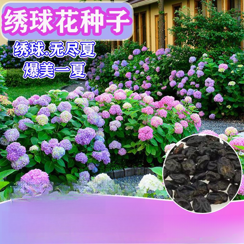 绣球花种籽子四季播种开花爆盆易成活室内外庭院阳台盆栽花种籽子