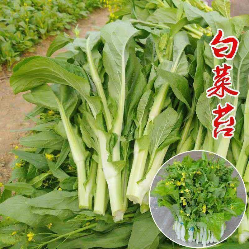 早熟甜脆白菜苔种籽白菜心种子四季种苔菜花蔬菜种子