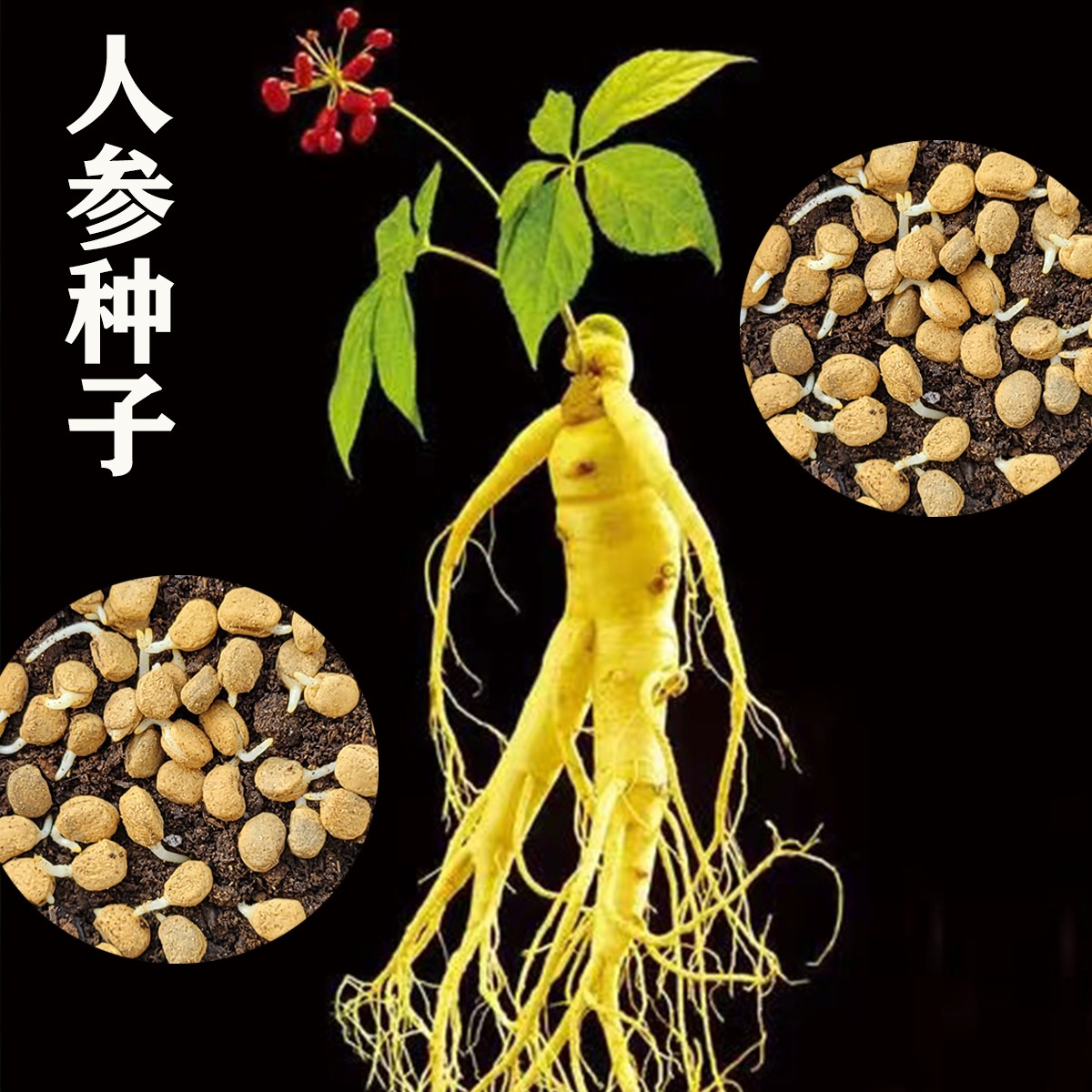 长白山人参种子人工种植新手阳台小院均可种植