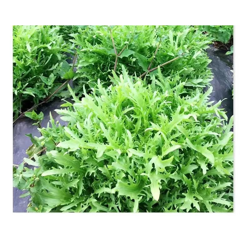 苦苣种子蔬菜沙拉牛奶菜盆栽蔬菜种子碎叶黄心细叶苦菊