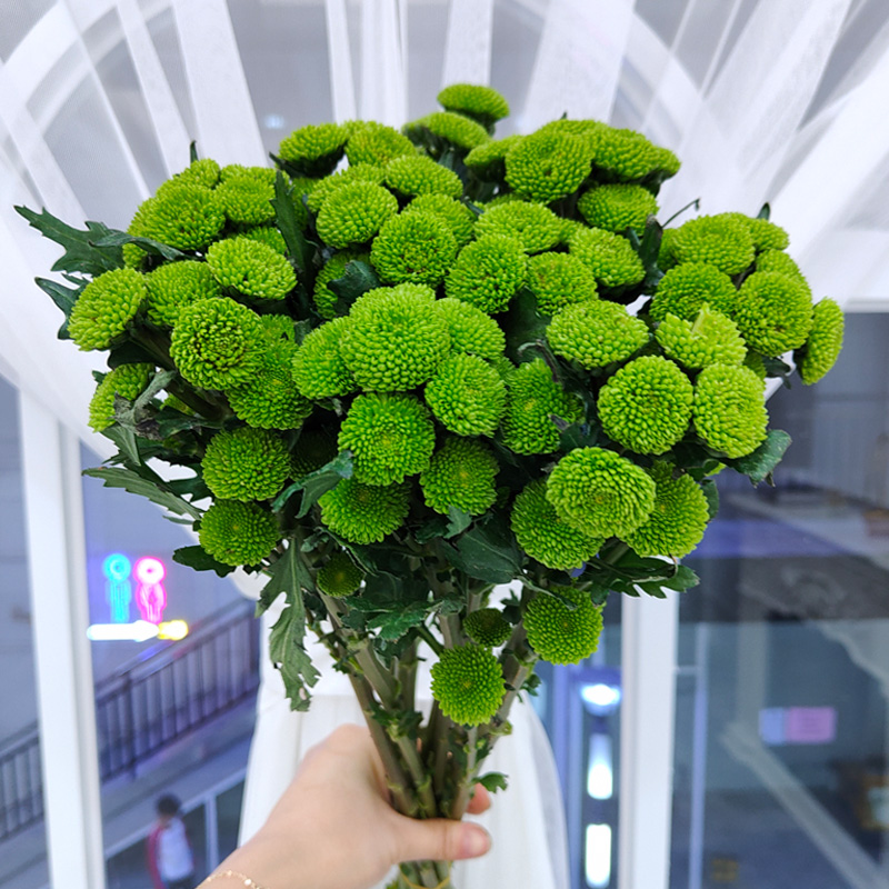 绿色小雏菊鲜花10支云南昆明鲜花基地直发
