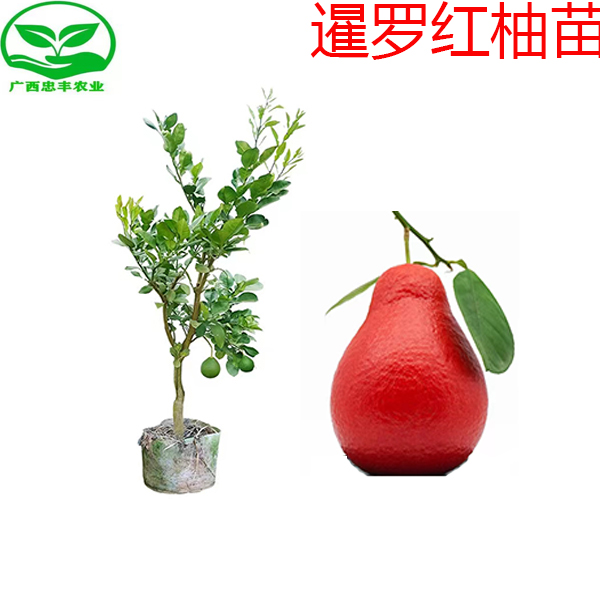 新品种正宗暹罗红柚红心柚红皮柚子无籽蜜柚沙田柚无核柚苗盆栽