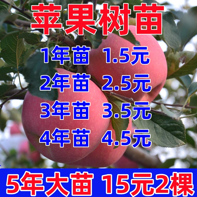 苹果树果苗盆栽嫁接苗矮化地栽红富士冰糖心特大南方种植苹果树苗