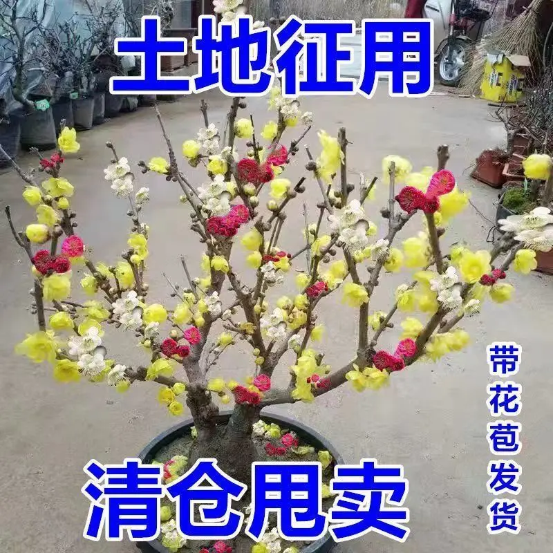 耐寒腊梅带花苞20天开花浓香梅花地栽树苗四季开花卉室外绿植花卉