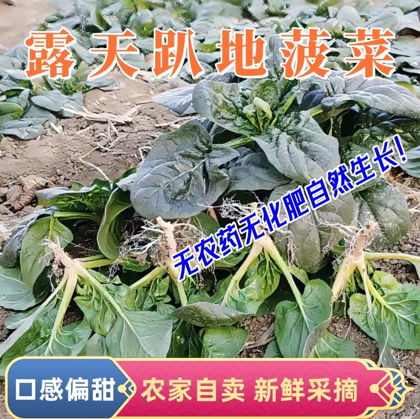 【5斤趴地菠菜】露天霜打 趴地小菠菜 当季新鲜蔬菜农家自种直发