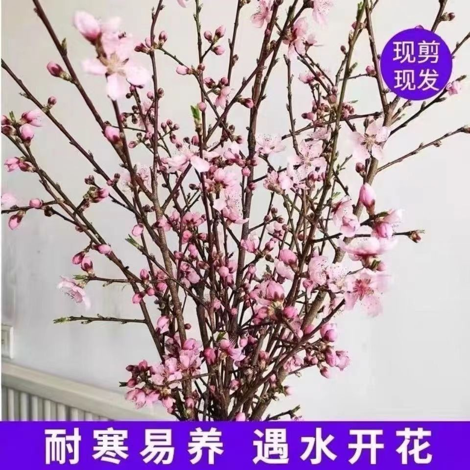 【新春装饰】遇水开花鲜切梅花枝条水培植物好养活年前开花鲜梅花卉