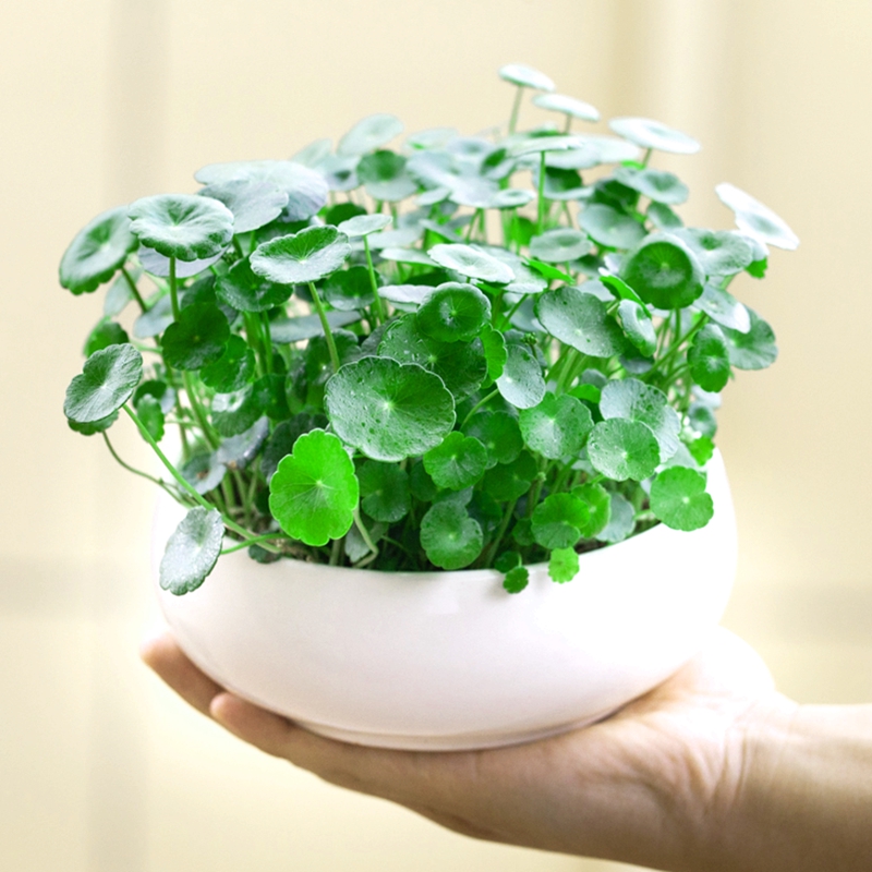 送肥【苞出芽】铜钱草种子水培办公室盆栽花卉绿植金钱草绿新手简单