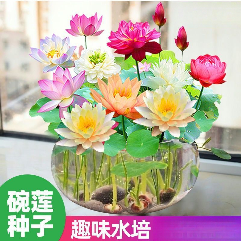 碗莲种水培水养绿植睡莲荷花无土盆栽花卉