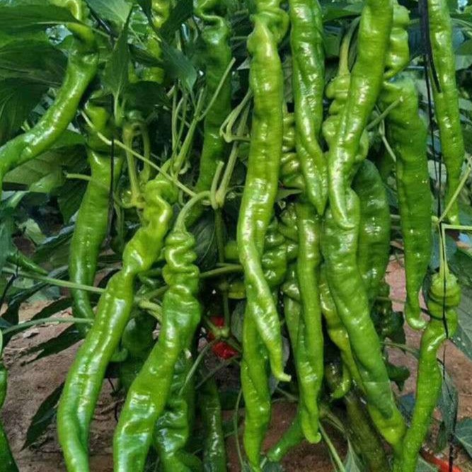 螺丝椒种子小尖椒高产四季种植食用盆栽南方蔬菜辣椒种籽孑籽种