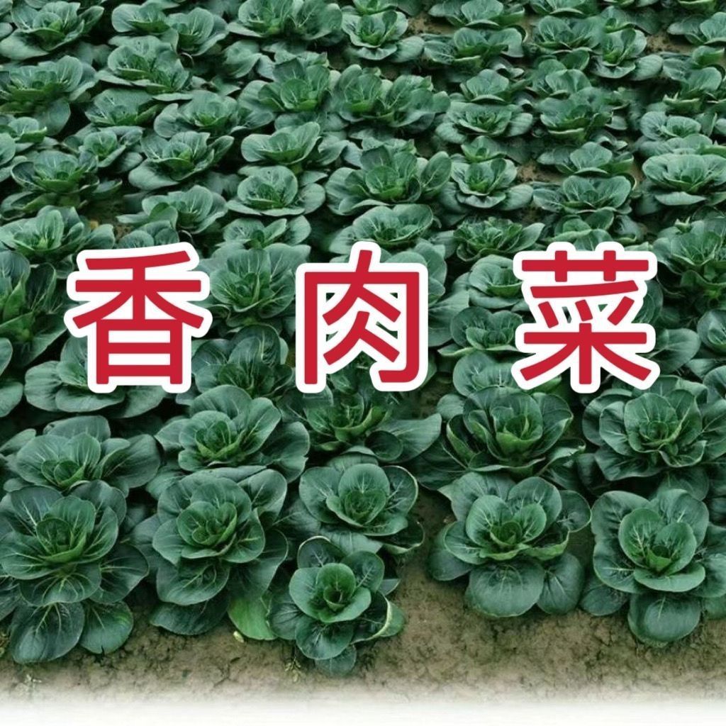 新品种北京香肉菜 可采收耐寒耐热 春秋四季农家青菜蔬菜