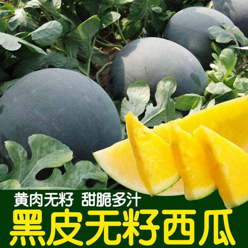 高产无籽西瓜种子黄肉西瓜无籽黑皮黄瓤春夏季种植水果黄心瓜