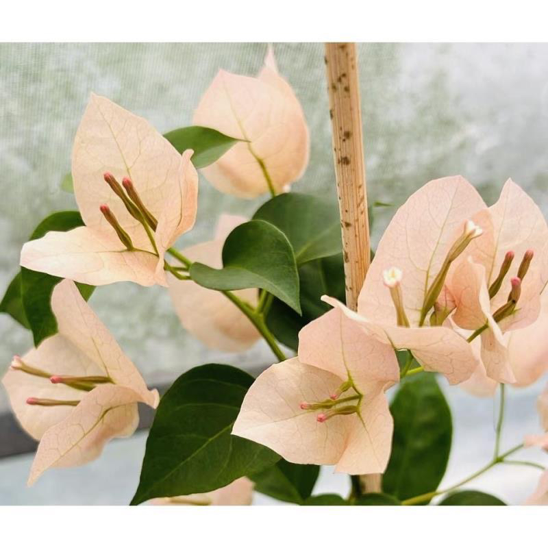 【绿叶马斯 名品1苗29.8米亏】三角梅四季开花可爬不带花 倾城基地