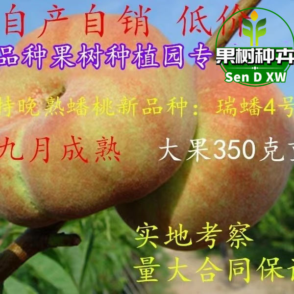 晚熟蟠桃新品种 瑞蟠4号桃树苗 瑞蟠4号蟠 九月熟 一个果子350克