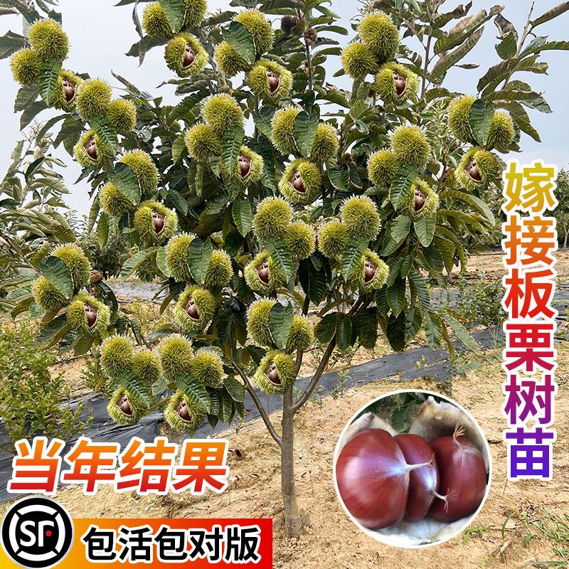 板栗苗树南北方栗子迁西板栗苗大红袍嫁接种植当年结果水果树果苗