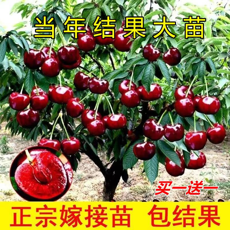 大樱桃树苗大樱桃树苖庭院种植果树果苗南方北方盆栽地栽矮化嫁接