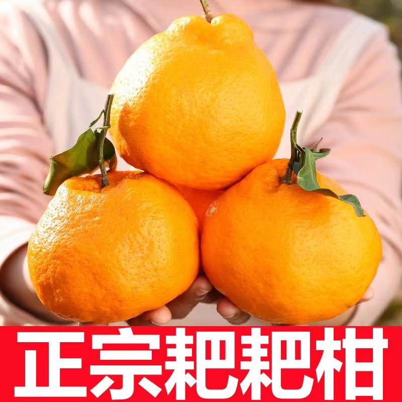 爆汁春见耙耙柑爆甜好吃耙耙柑新鲜水果正宗成熟丑橘酸甜采摘果粒