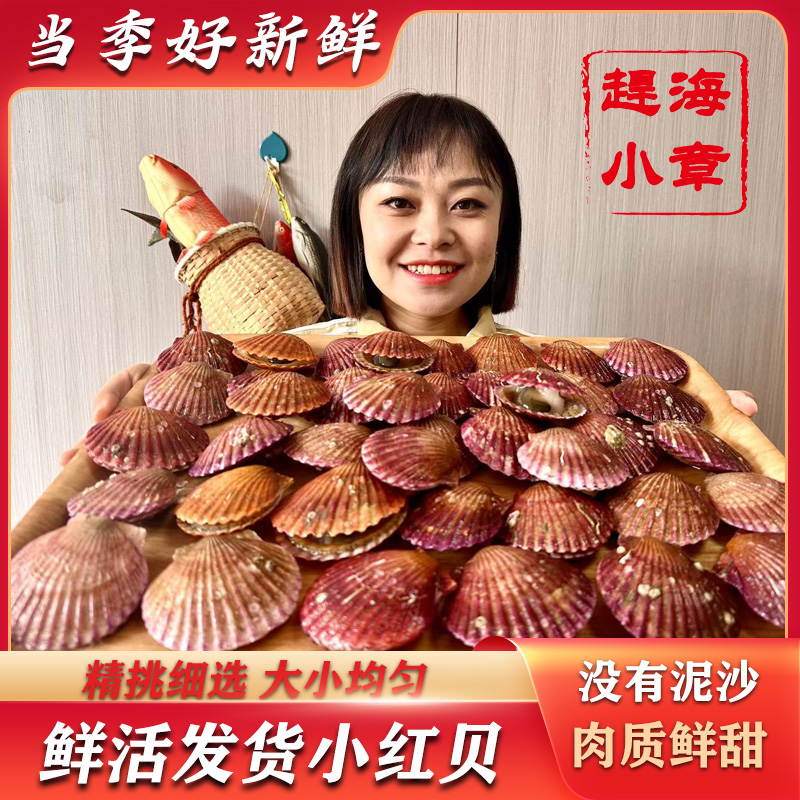 （小章推荐）山东日照优选鲜活小红贝  顺丰包邮（保鲜不包活）