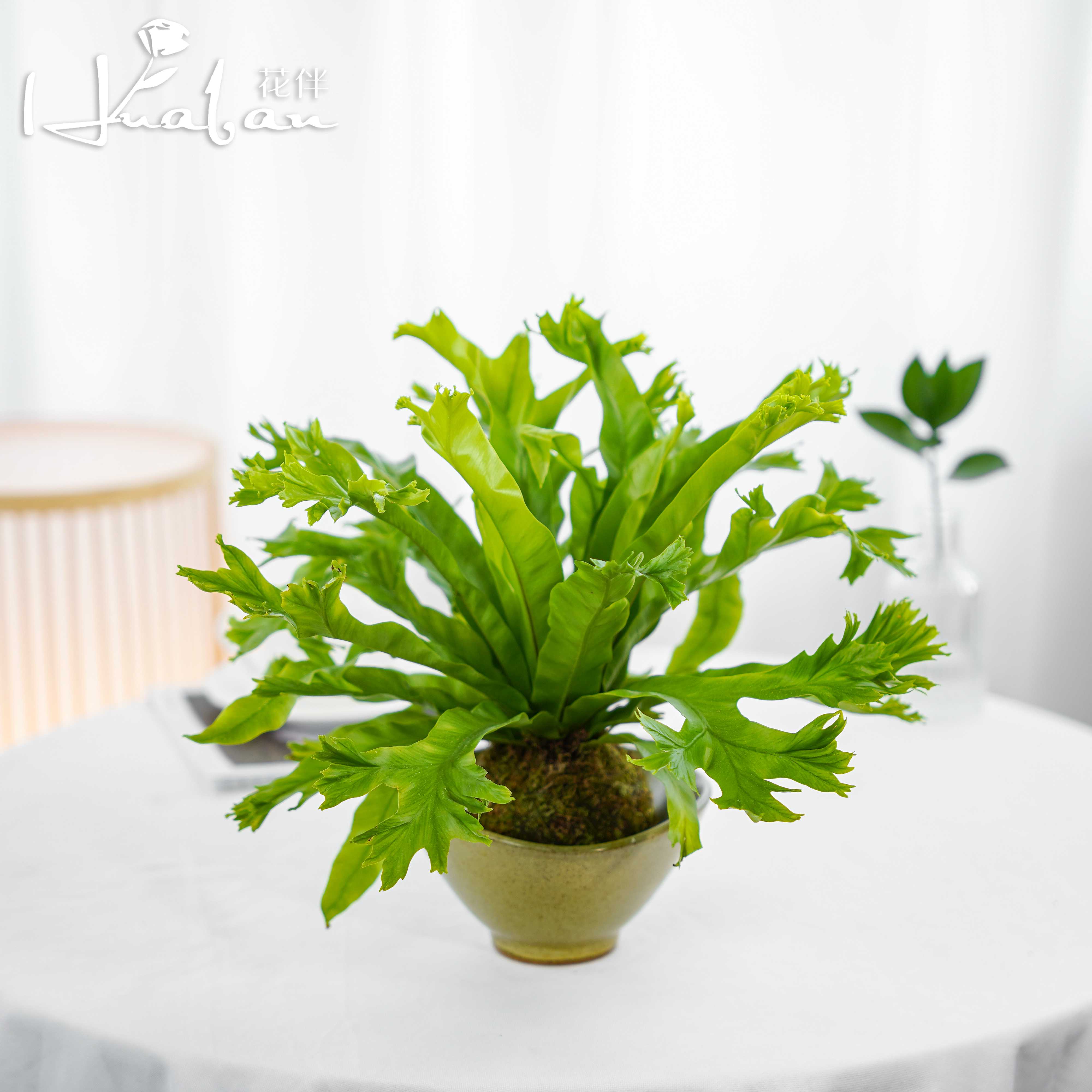 【花伴生活】鹿角鸟巢 桌面款盆栽 精致茶室办公桌必备 绿植小植宠