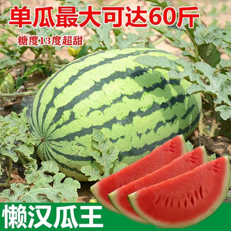 8424麒麟无籽西瓜种子籽巨型甜王南方小四季蔬菜水果种孑特大高产