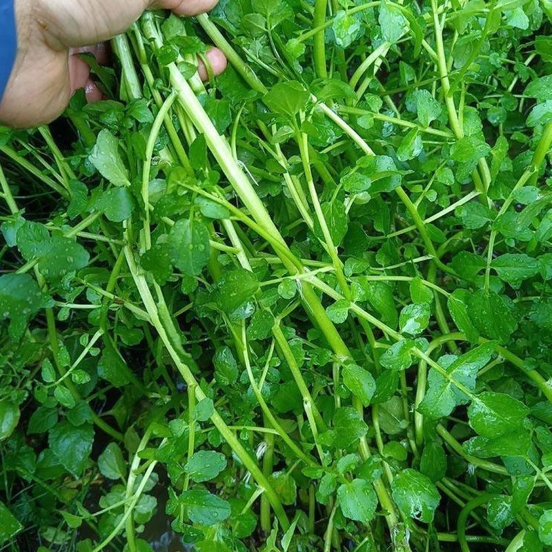 西洋菜种子多年生豆瓣菜种子四季盆栽营养蔬菜种子籽庭院
