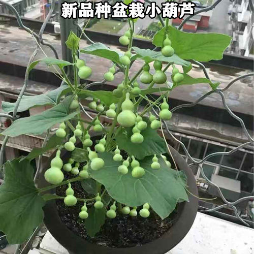 特小手捻小葫芦种子花卉盆栽易活四季播种种植浇水葫芦瓜种子