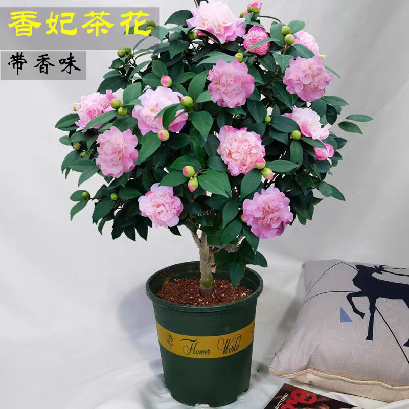 SW浓香型香妃山茶花盆栽花卉植物室内好养活四季开花带花苞绿植