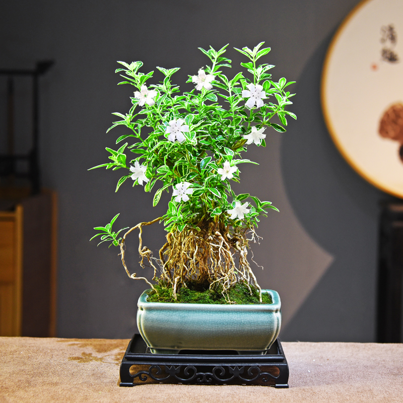 敏敏-老桩六月雪鲜活室内四季好养花卉绿植盆栽盆景客厅桌面自然
