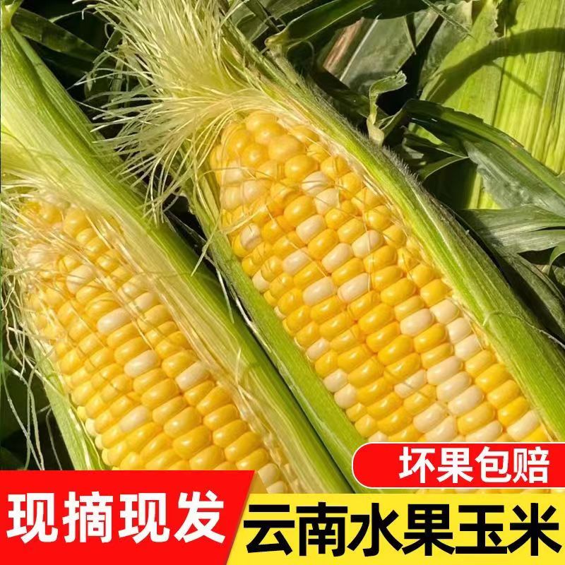 【小扬哥推荐】精选大果云南双色水果玉米新鲜甜脆香甜可生吃玉米