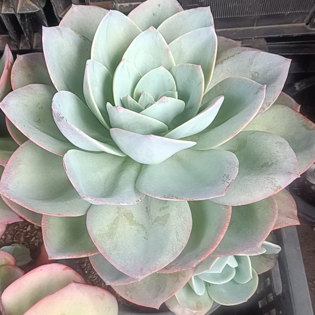 大白凤/（本店累计满9.9包邮）吹吹多肉 多肉植物