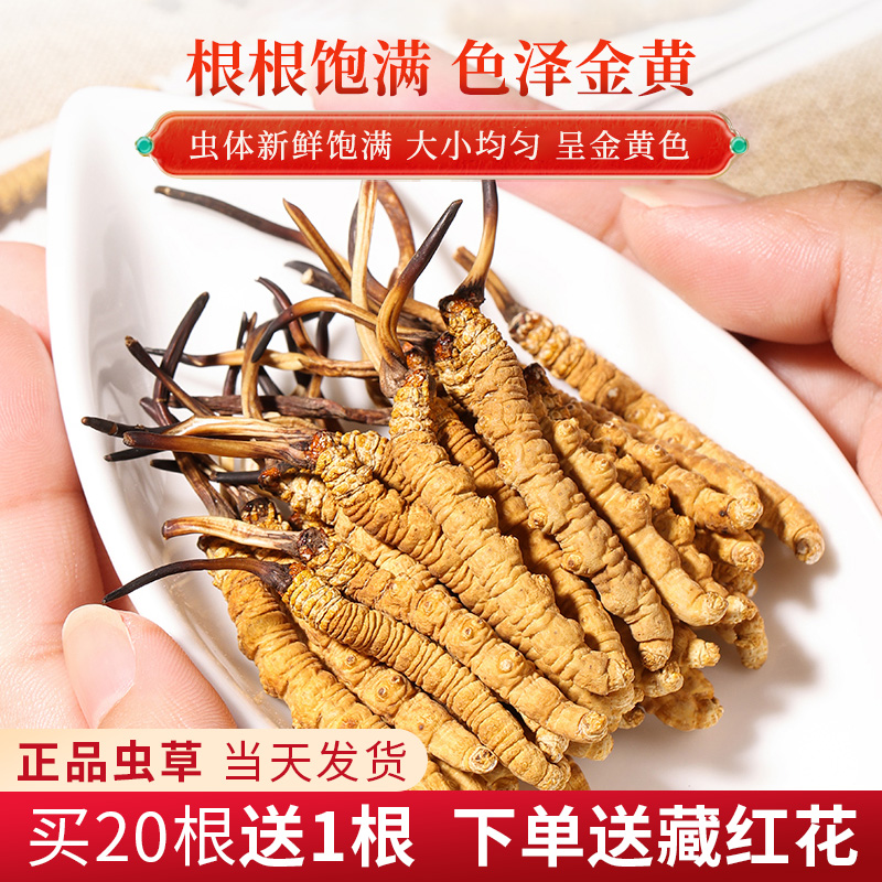 【普达专属】冬虫夏草 西藏那曲虫草干货冬虫草送礼佳品