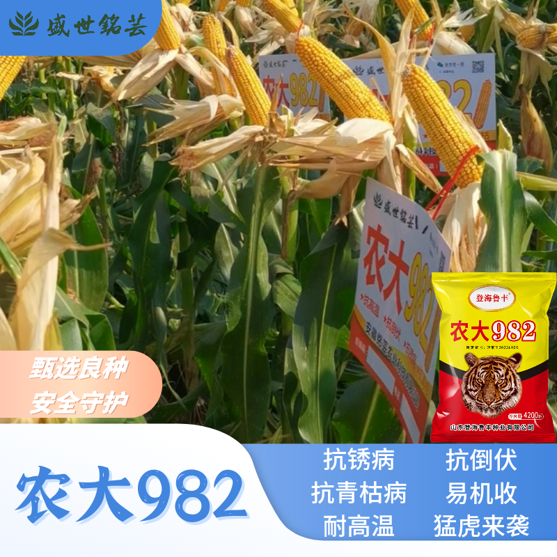 安徽省最新审定农大982/全新多抗玉米【仅限安徽淮河以北区域拍】