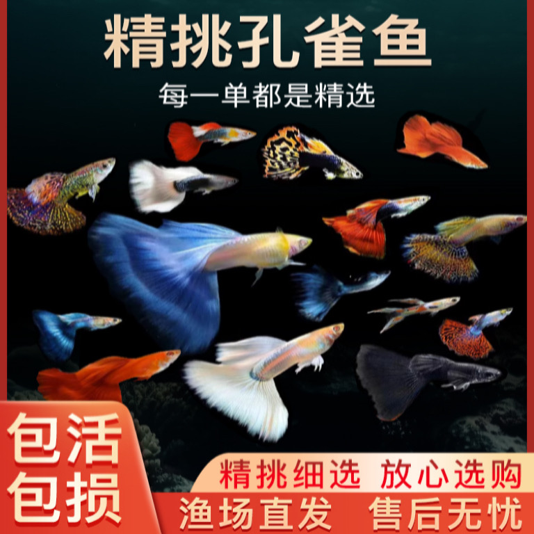 孔雀鱼活体观赏鱼鱼苗斑马热带小型淡水好养凤尾练手耐活临产小鱼